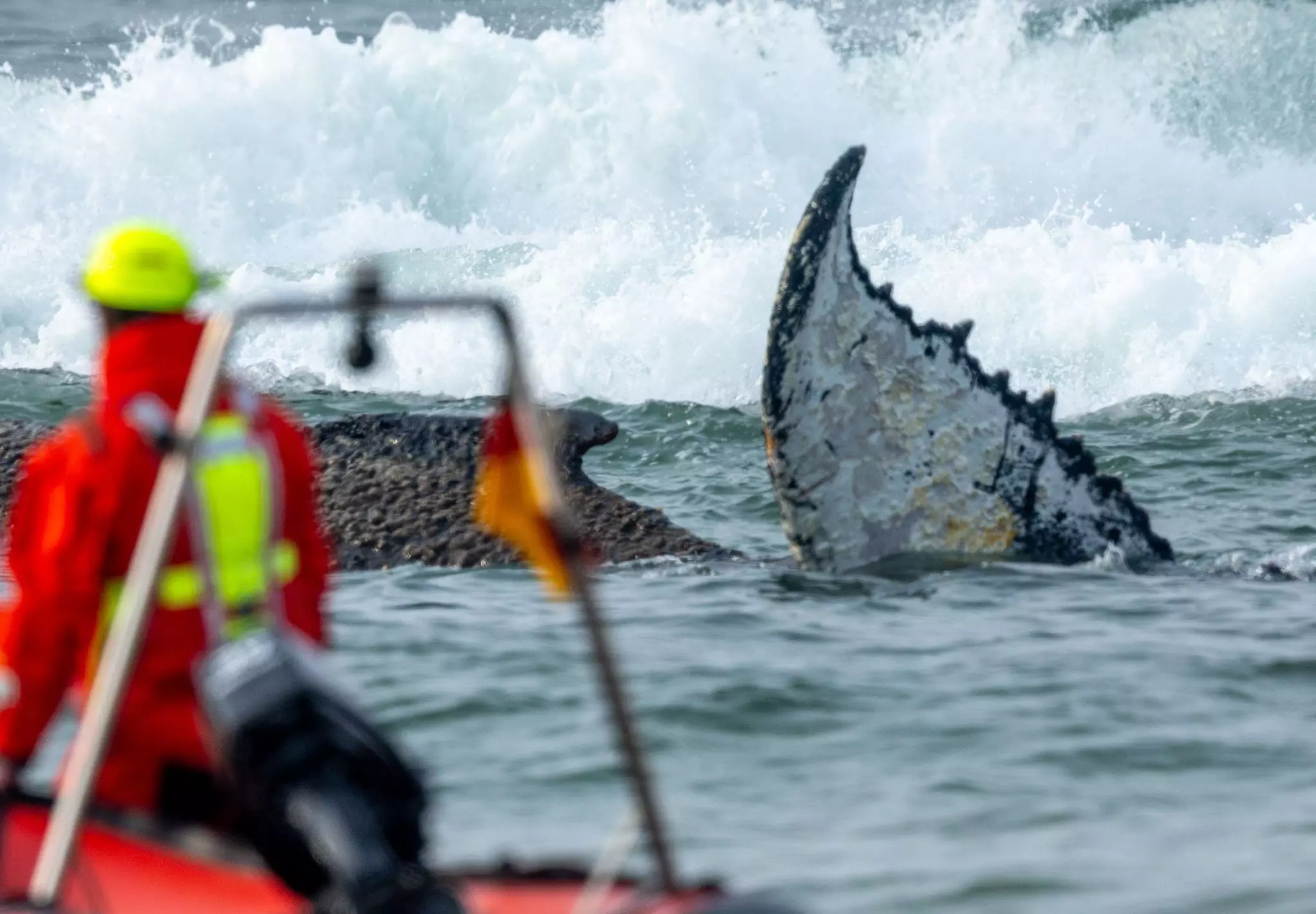 Gestrandeter Wal am Ostsee-Strand